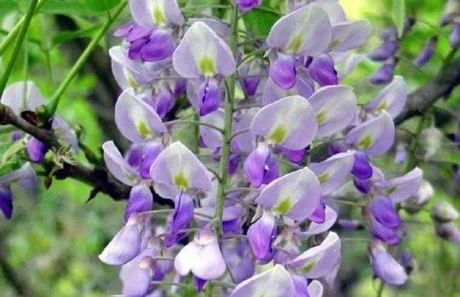 日本轻松减重 小丸子 每天吃4粒 一个月肥肚变成 小蛮腰 葛花