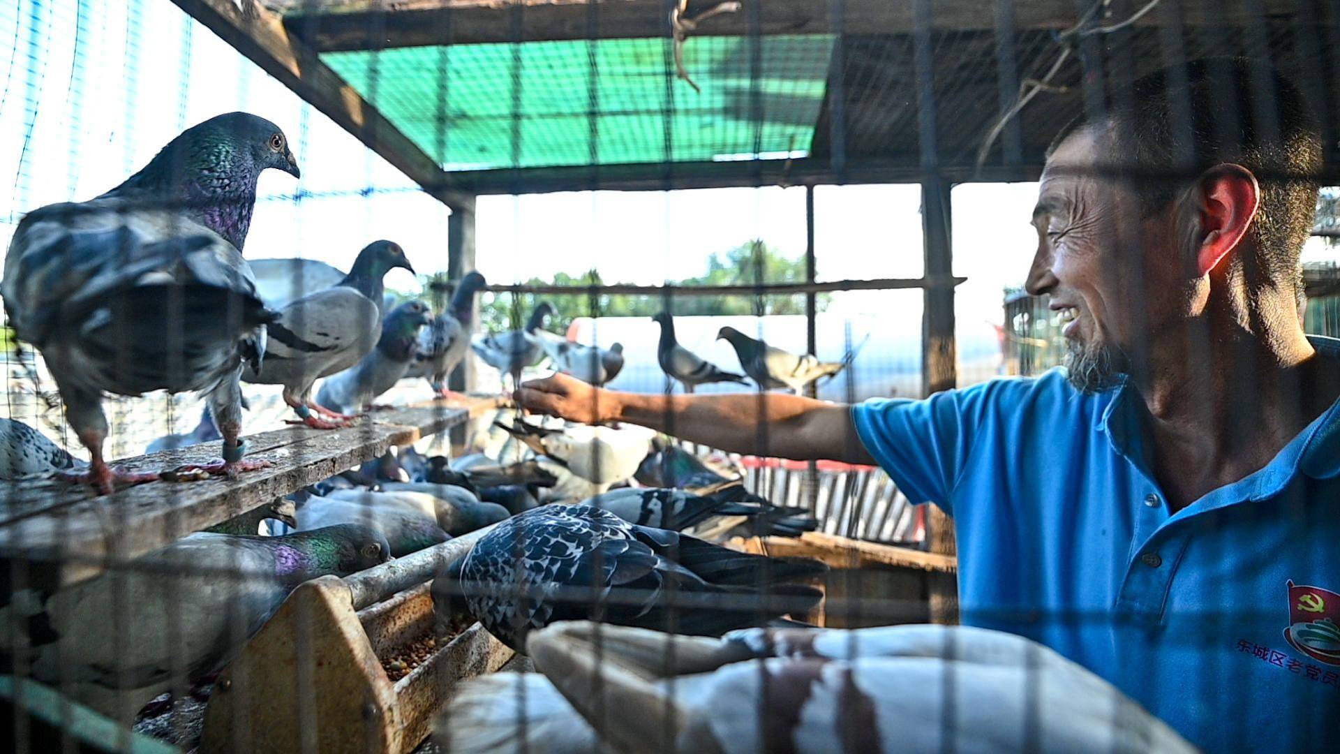 胡同里的养鸽人爱鸽子爱这片青砖灰瓦