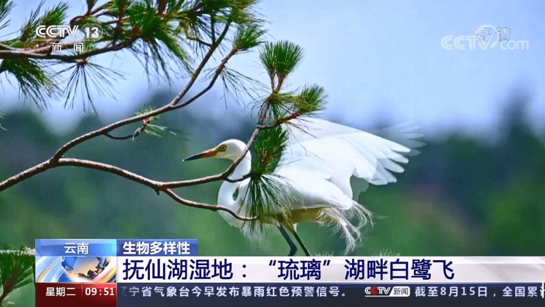 央视再关注 抚仙湖湿地 琉璃 湖畔白鹭飞 澄江