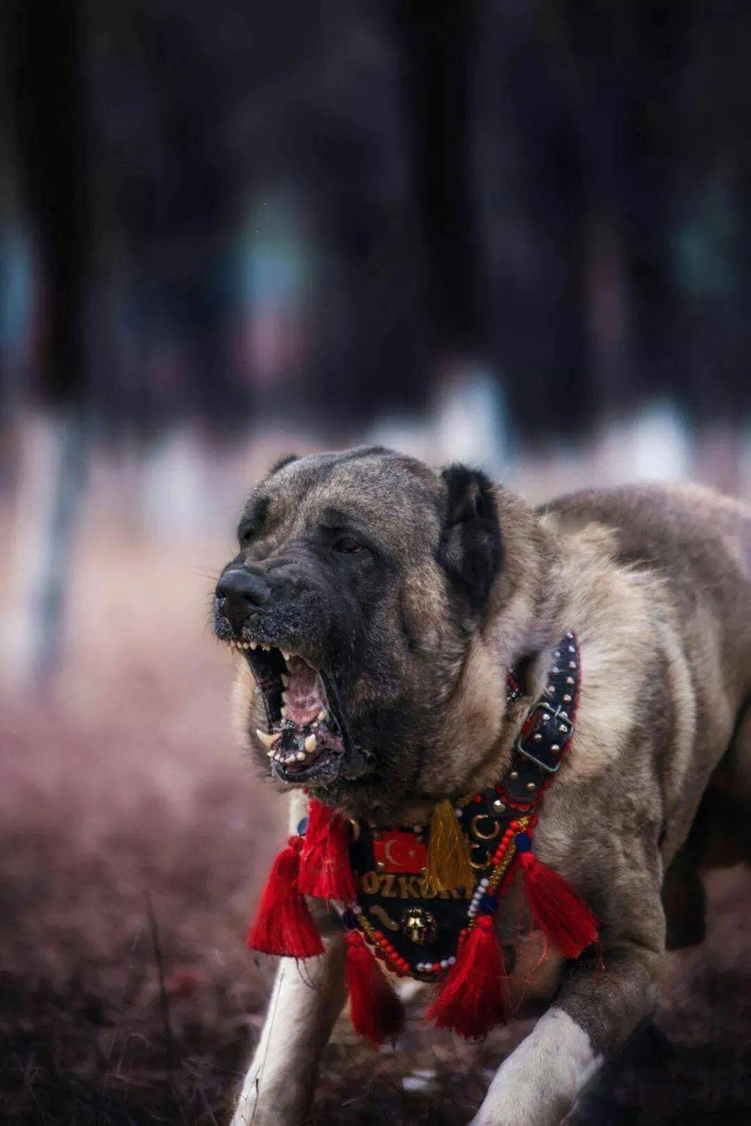 坎高犬图片大全最大图片