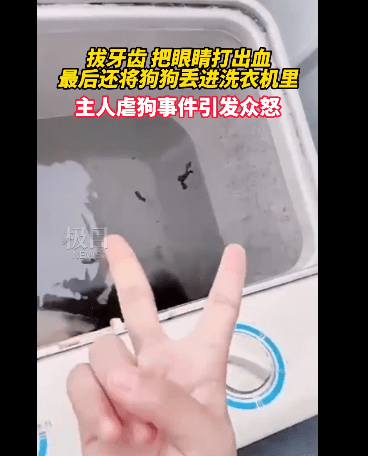 拍摄者|网传小狗遭拔牙后被丢进洗衣机搅，拍摄者还用手比耶，引众怒！