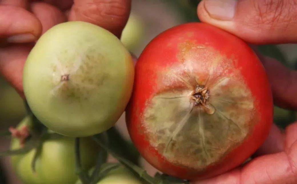 带你看蔬菜缺钙症状,这样补钙才好使!
