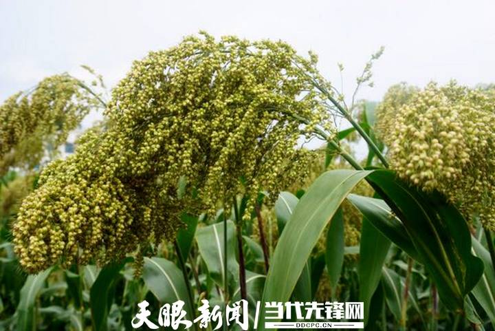 旱地|【走进乡村振兴一线】旱地长出“金果果”丨省农科院旱地特色粮食作物科研成果丰硕