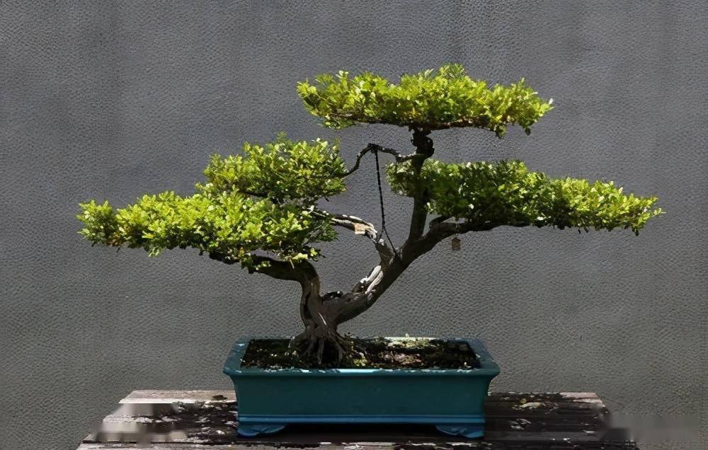 排名盆景_日本盆景品种排名