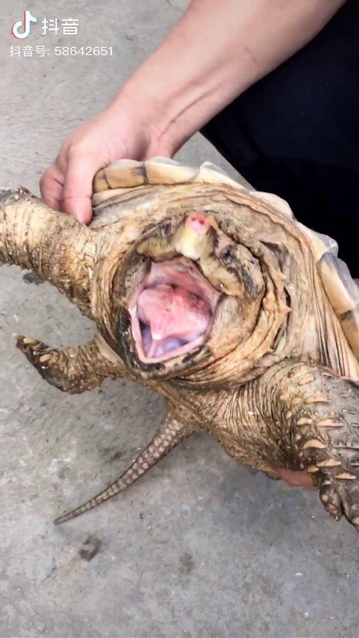 食用观赏养殖北美鳄龟大小杂