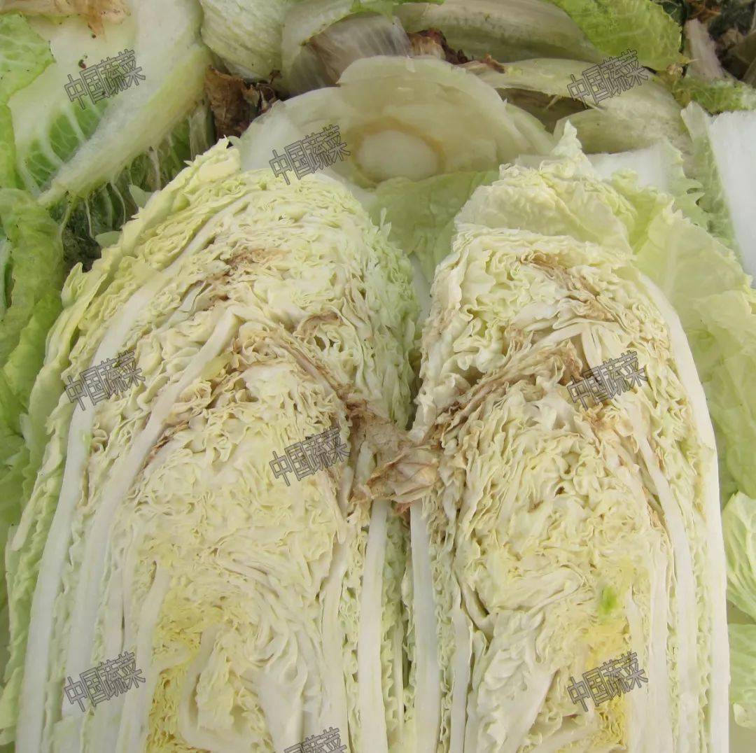 结球叶菜类蔬菜,如大白菜,甘蓝的干烧心,也是由于缺钙导致的生理性