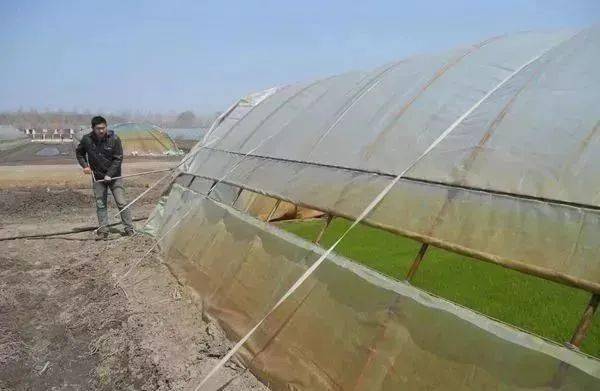 蔬菜大棚通风是门大学问菜农应该什么时候通风适宜呢