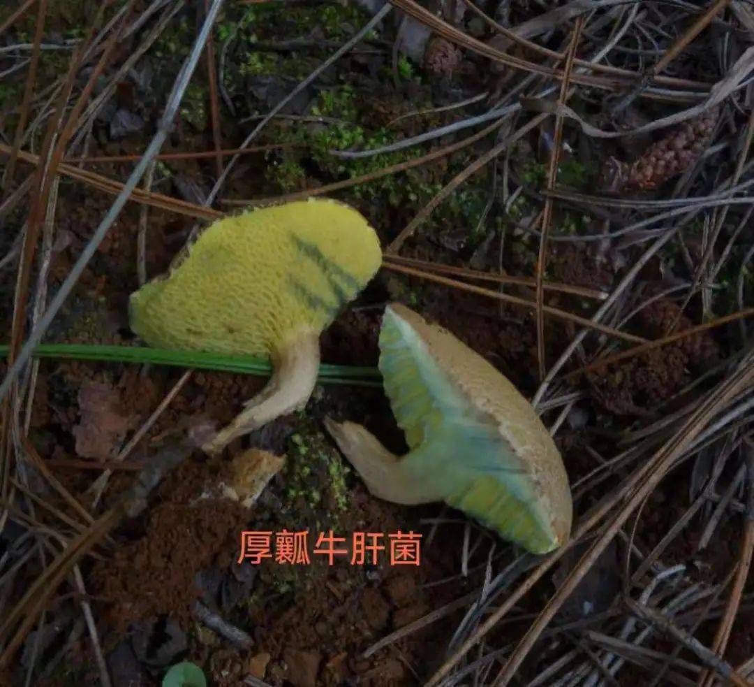 毒新牛肝菌 neoboletus venenatus,新苦粉孢牛肝菌 tylopilus neo