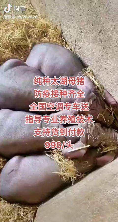 正宗原种太湖200头坐等出嫁998一头数量有限太湖母猪高产母猪纯种太湖