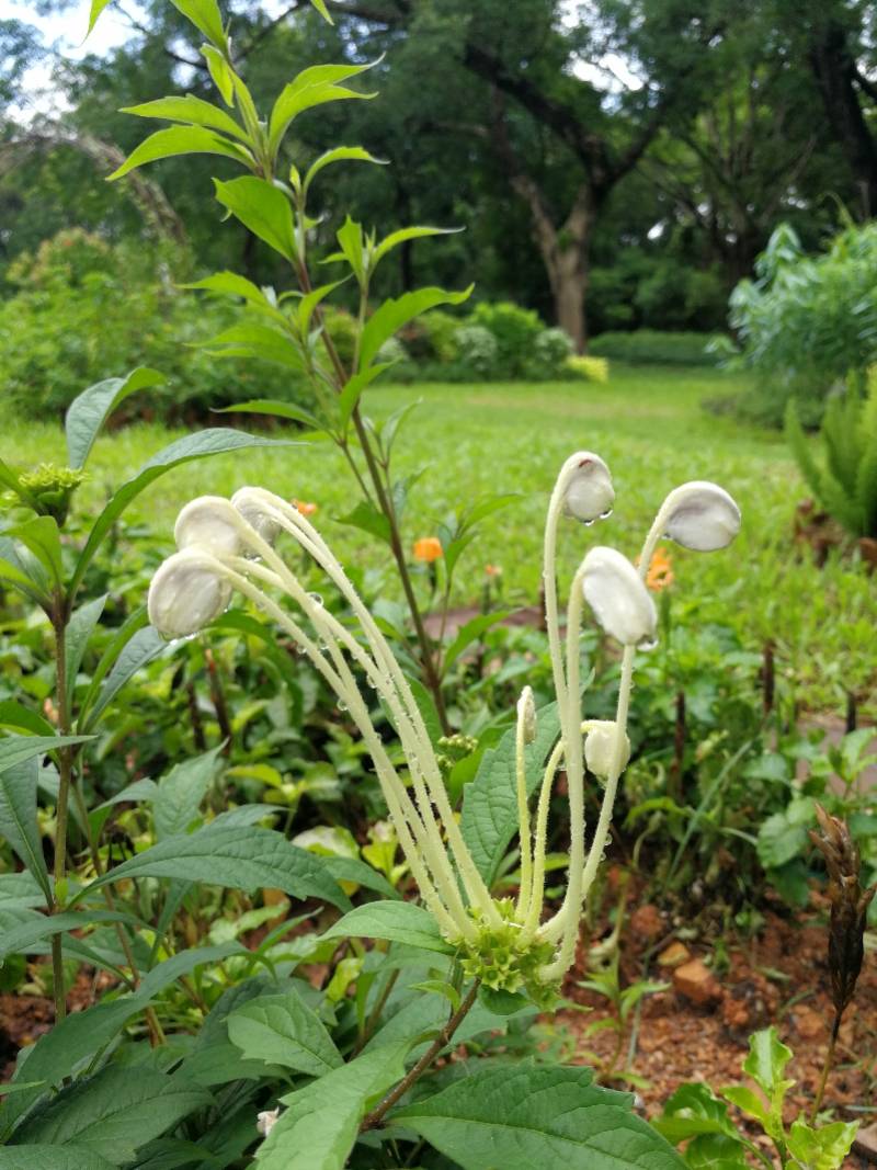 笔架山公园趣味植物迷你花园建成新增90余种趣味植物 深圳市