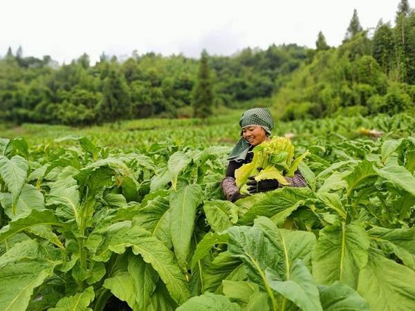 桐梓"金叶子"鼓起"钱袋子"_烤烟