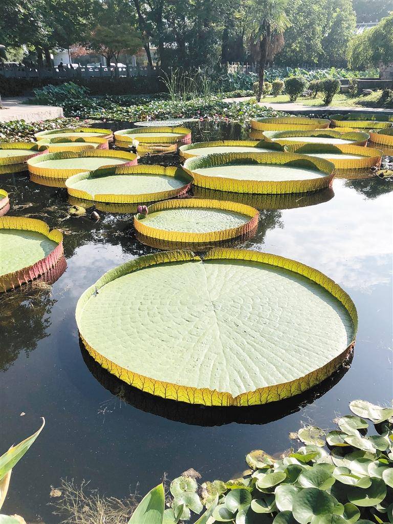 直径2.8米 西安植物园镇园之宝王莲有望刷新生长纪录