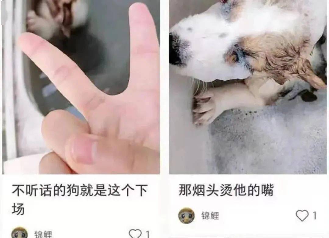 用户|全网都在寻找洗衣机柯基！希望我们还来得及...