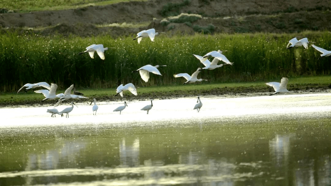 生物多样性看山西湿地生态系统篇