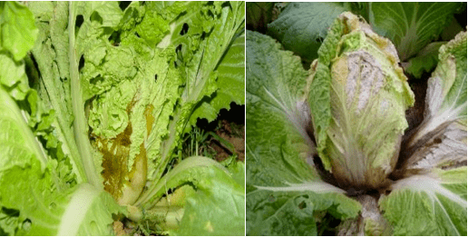 白菜软腐病难防难治推荐几个药剂以及方法