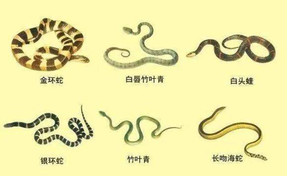 桂林男子误把眼镜蛇当普通蛇67被咬后不到半小时就呼吸骤停十分危险
