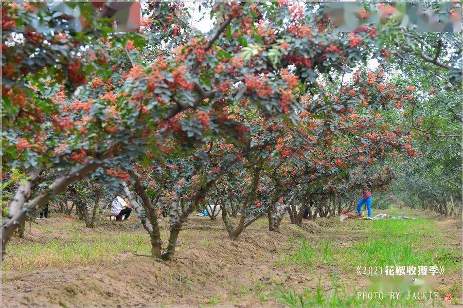 屈伟力2021花椒收获季最美的人儿摄影图片视频辑