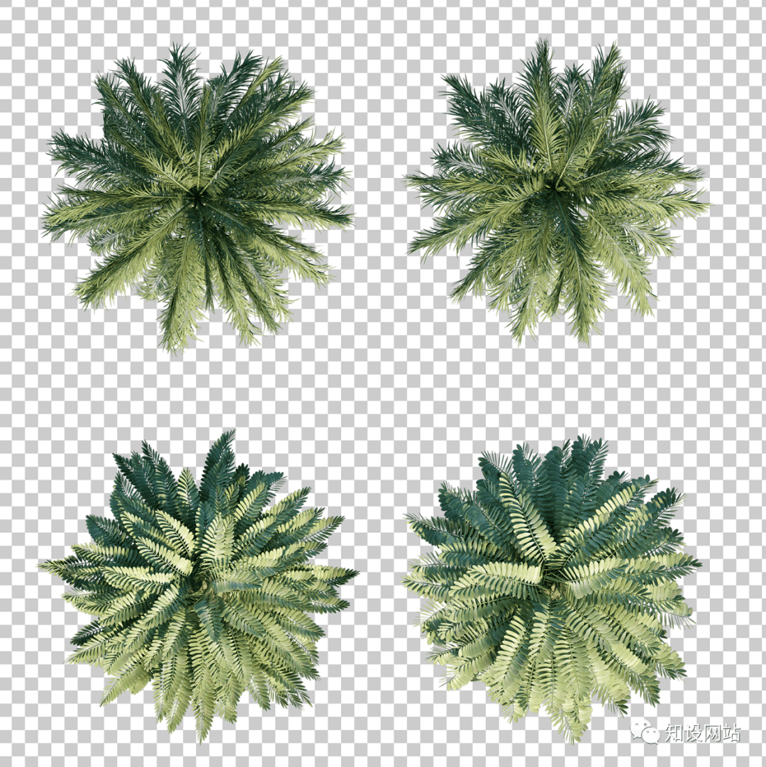 sasakiswa都在用的超清彩平图专用植物被全网疯传