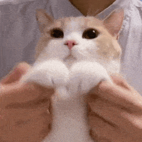 280_280gif 动态图 动图