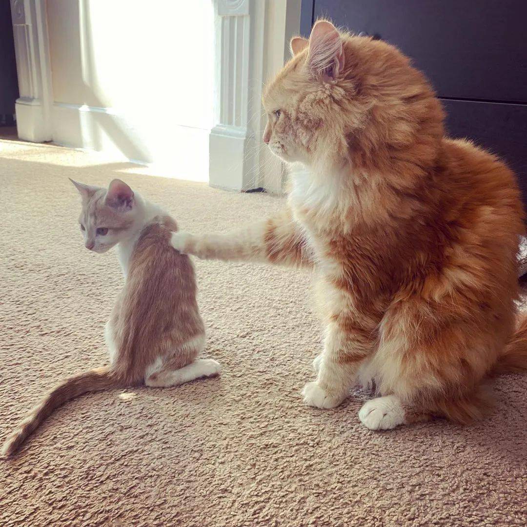 害羞小猫胆小到不敢下床,热情大猫彻底改变他!