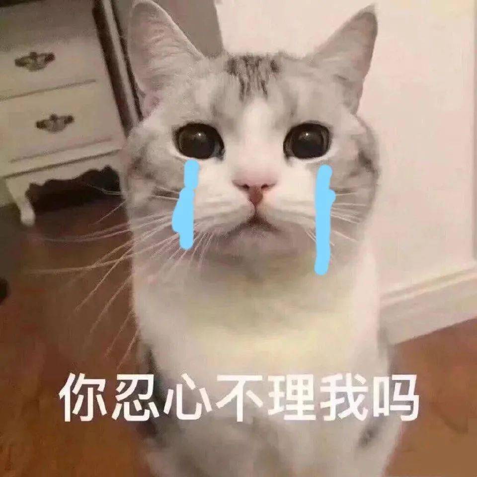 撒娇专用的宠物表情包请收下我的爱