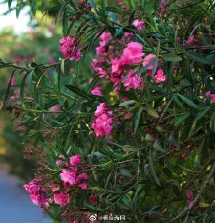 有毒|涨知识！这些花的香味有毒