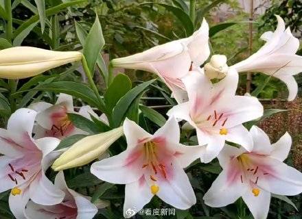 有毒|涨知识！这些花的香味有毒