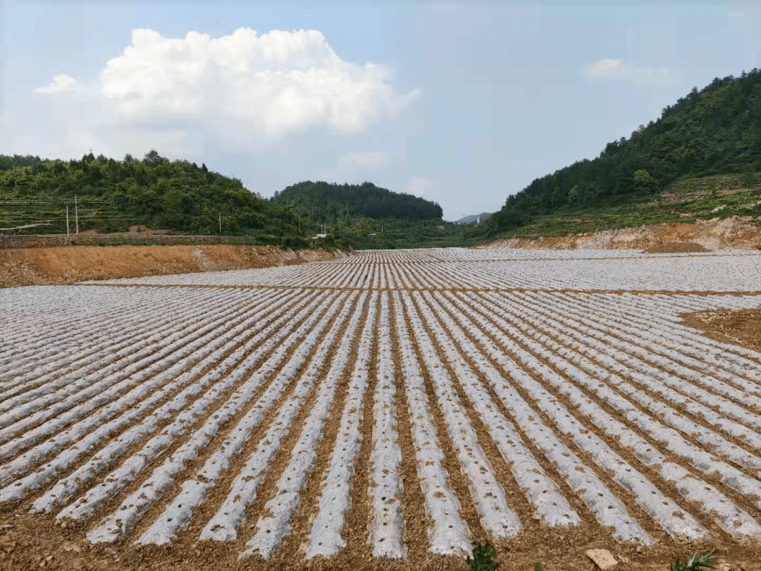 开阳宅吉乡高效推进高标准农田建设筑牢粮食生产安全防线