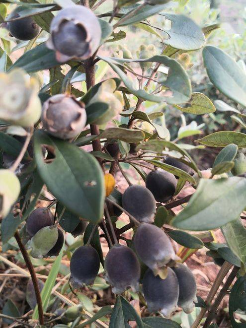 近段时间,德庆山头好多人出没,为了这珍宝!_捻子