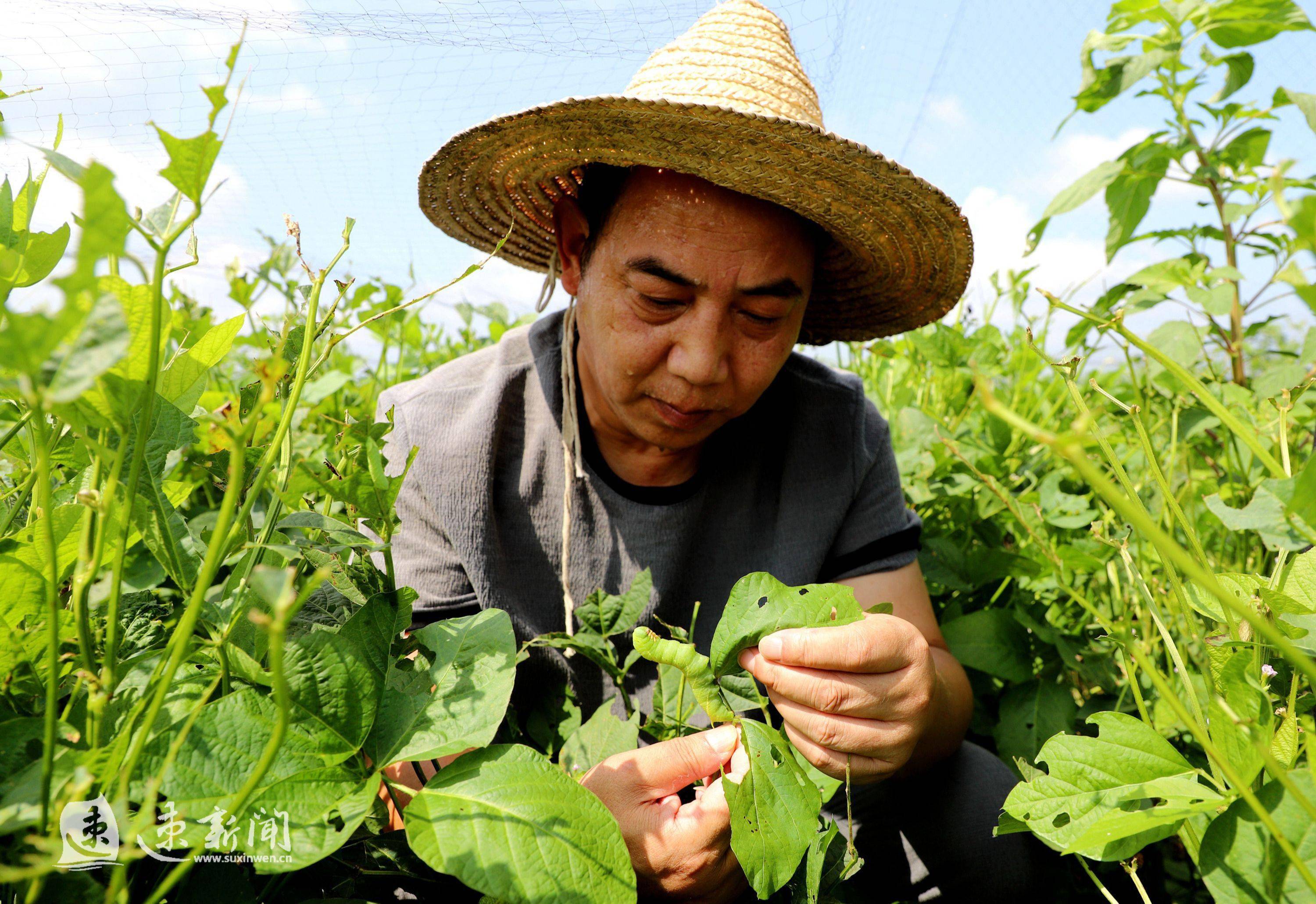 图说沭阳养殖豆丹促增收