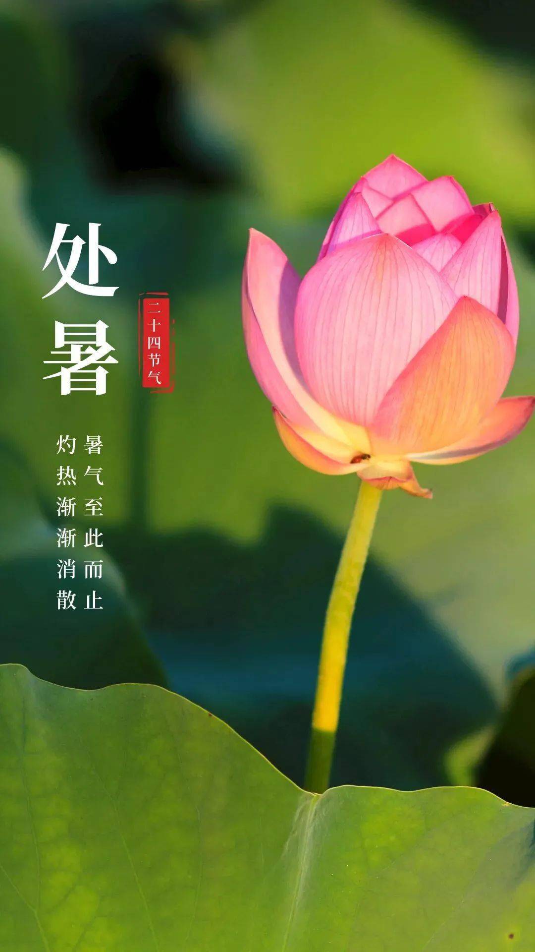 处暑暑去秋来祝君安康