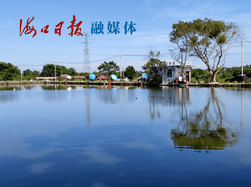 聚焦海口乡村振兴第777期丨秀英区永庄村打造产业旺地