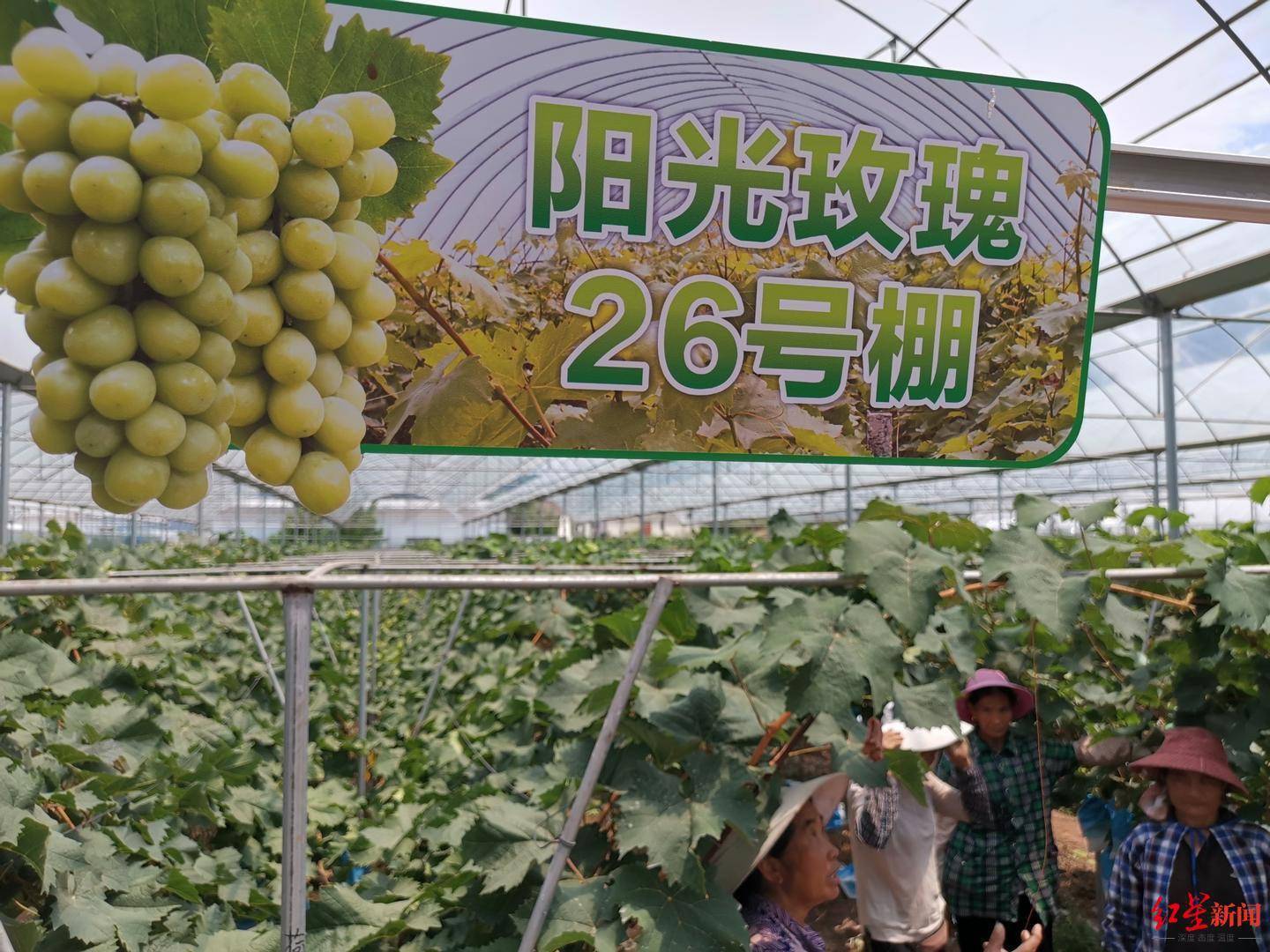 “葡萄界爱马仕”跌落神坛？6年从每斤300元跌至每斤10元“阳光玫瑰”怎么了…(图6)