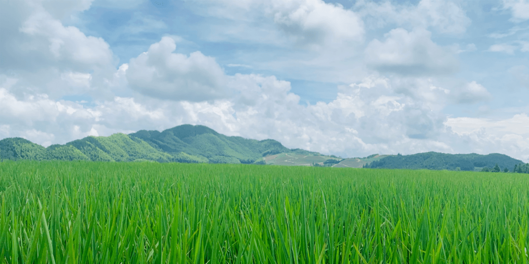 筑巢引凤乘东风,高山林海育金蛋——大洋深处的稻田守望者!_缙云