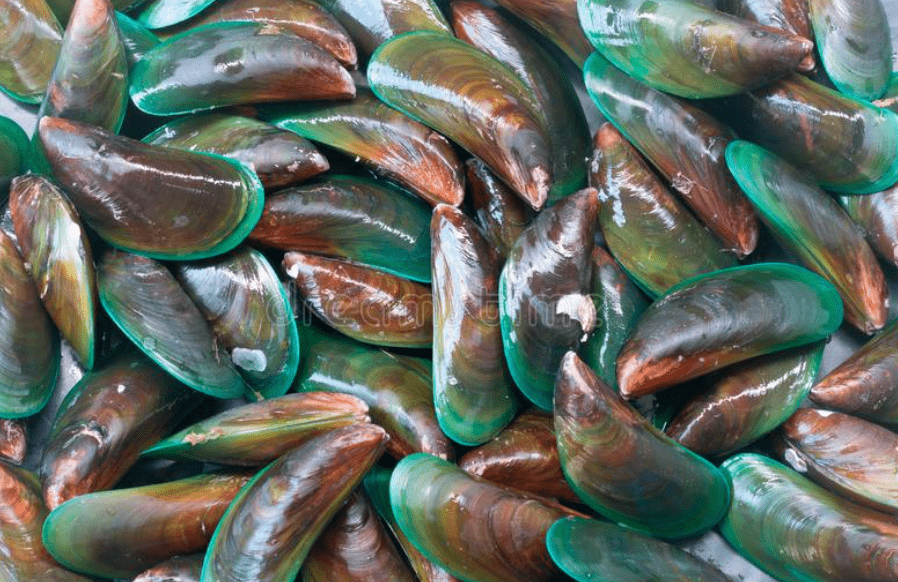 mussel,greenshell mussel,与青口贝,海虹都属于"贻贝"科