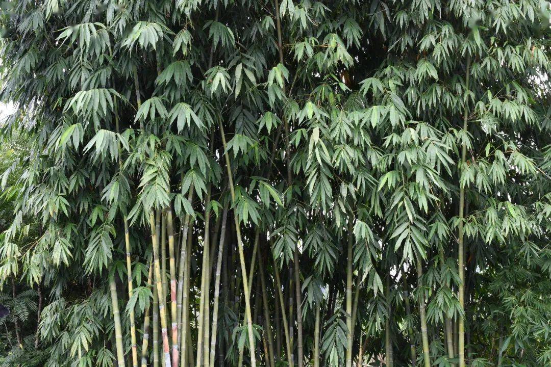 这竹子你见过吗丹霞山再次发现竹类新种
