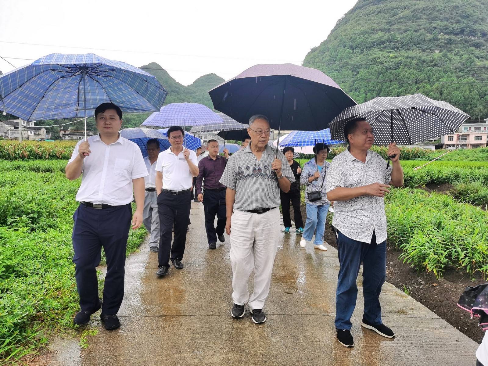 在安龙县栖凤街道幺塘村生姜种植科技服务示范基地调研在兴仁市屯脚镇