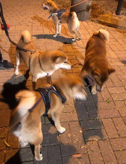 还有很多其它狗狗可以一起玩耍