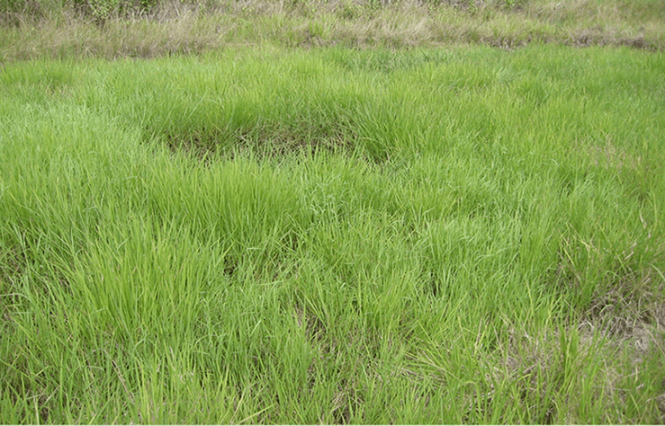 普通野生稻