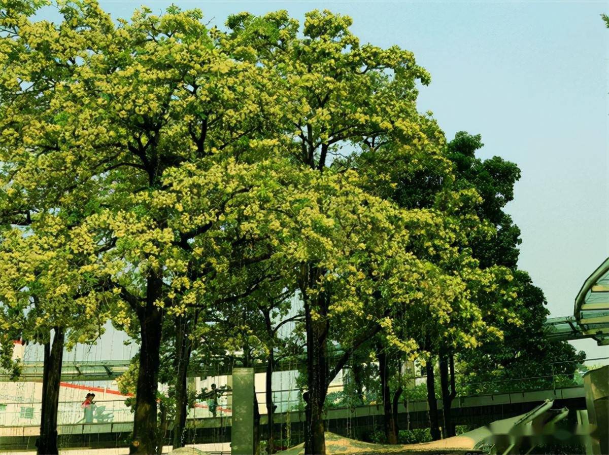 盆架树是一种常绿乔木,生长在热带及亚热带地区,在我国主要分布于南方