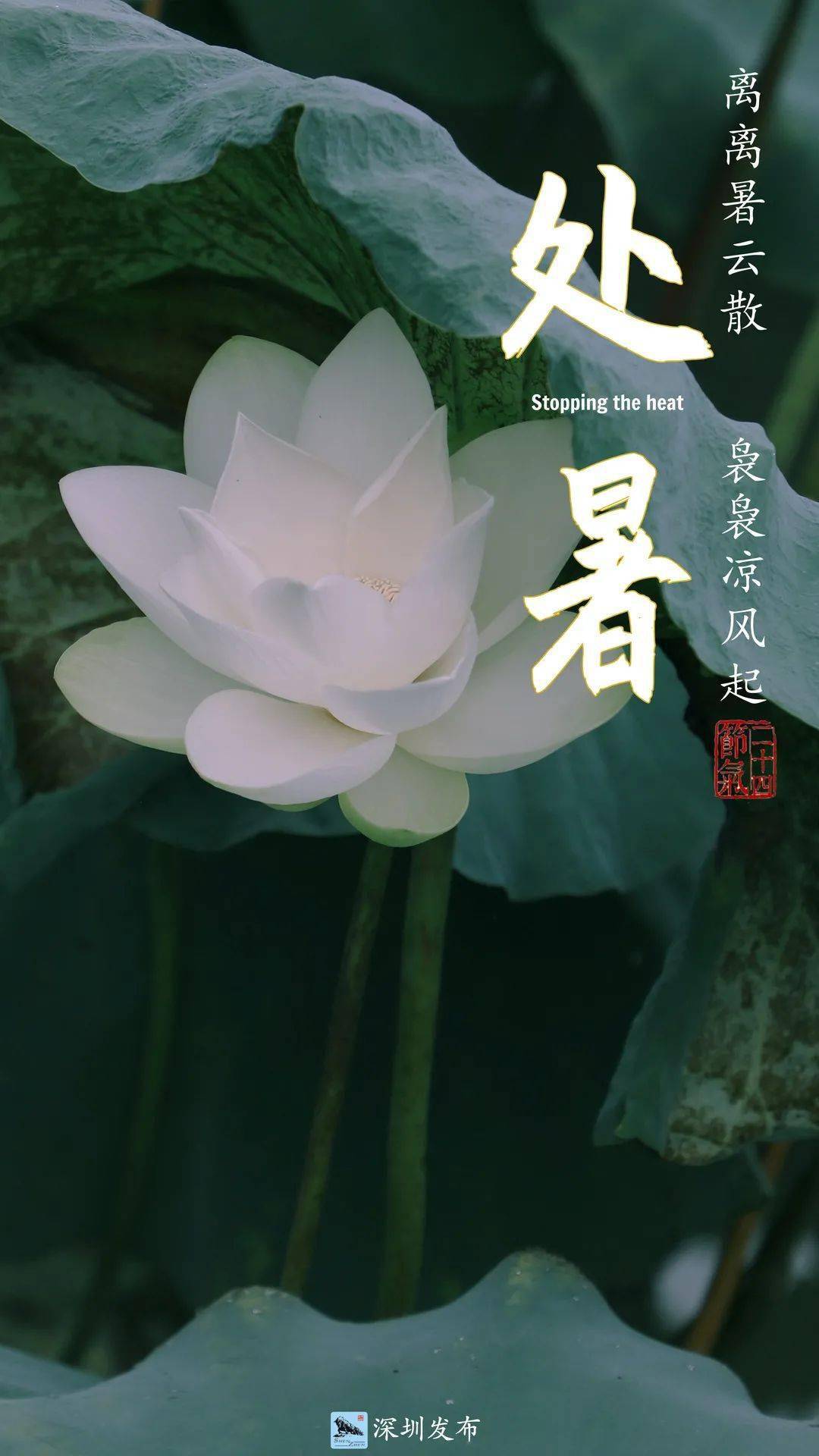 今日,处暑!_时节