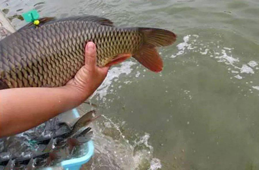 黑坑新玩法钓标鱼大赛钓友需谨慎