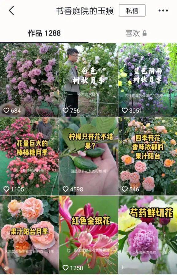 三甲医生辞职养花在抖音拥有百万粉丝