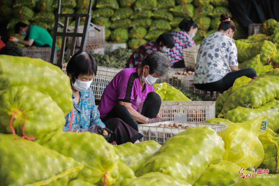 north|Walnut industry developed in N China's Hebei Province