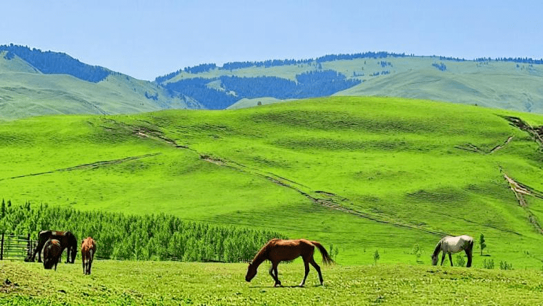 草原山水间的伊犁马