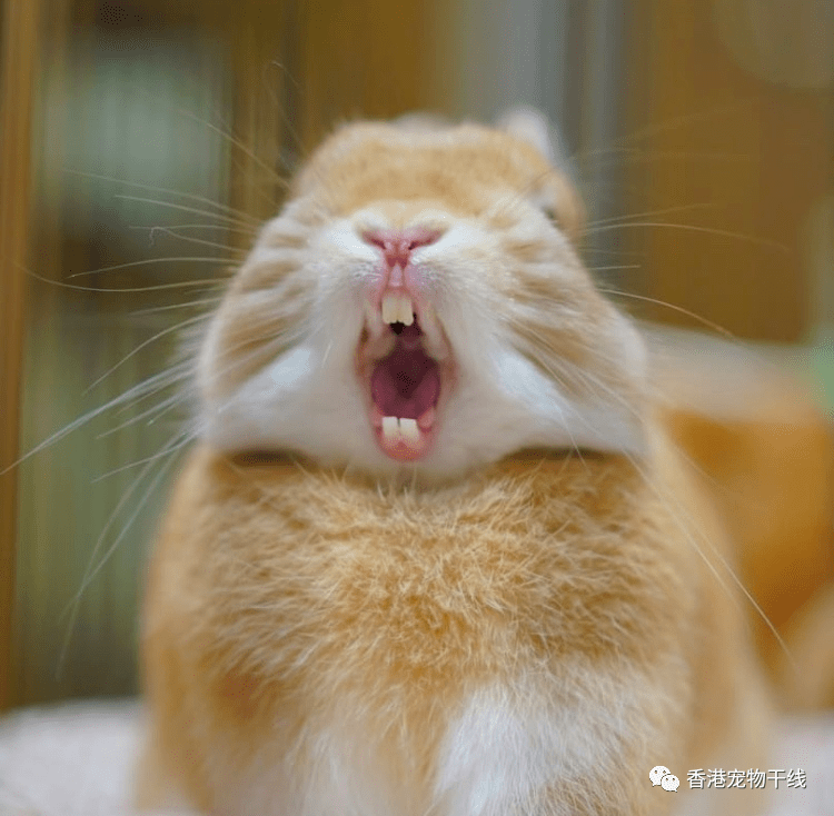 兔兔的牙齿问题,不能不重视!