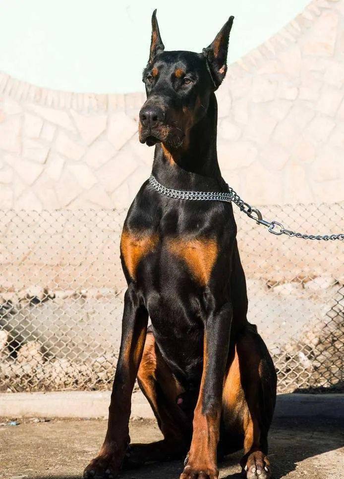 世界十大忠犬排名出炉第一名yyds