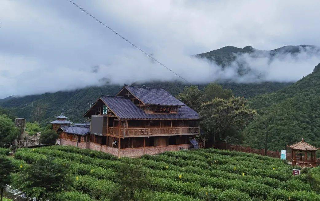 木鱼镇青天村:茶香溢四方 喜迎远客来