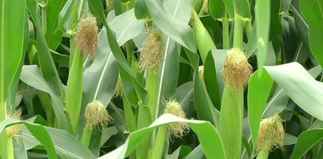 夏玉米灌浆期,做好病虫害防治和水肥管理!