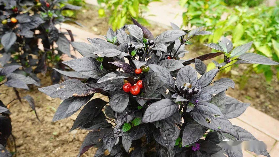 0a6fc130f6c646e39c4241e6cd0d72dc.jpeg